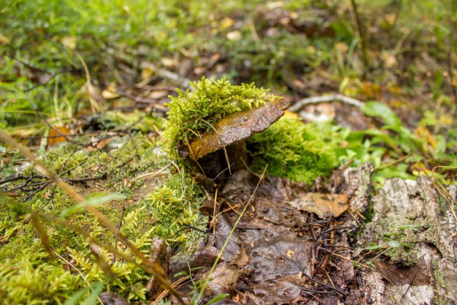 Удивительный мир грибов