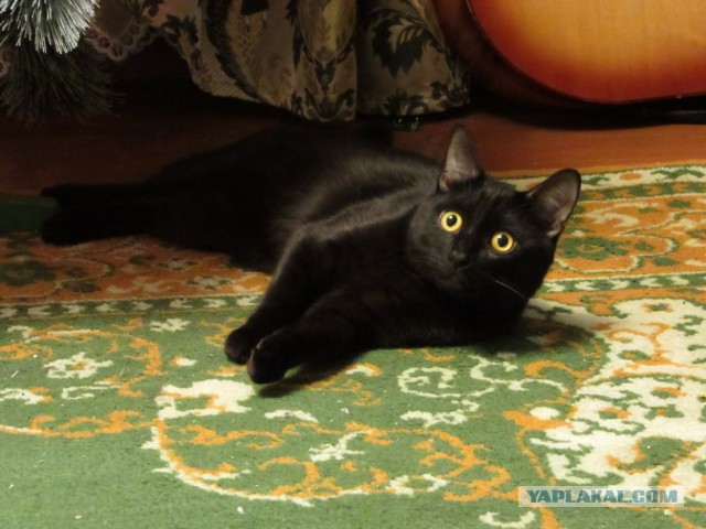 Котовторник