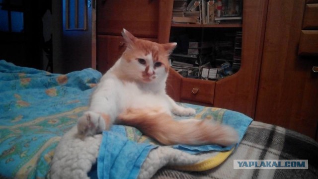 Котовторник
