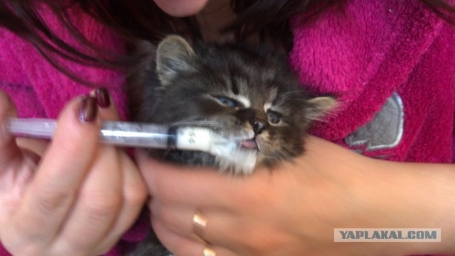 Про моего котика: нежного, злого, вредного