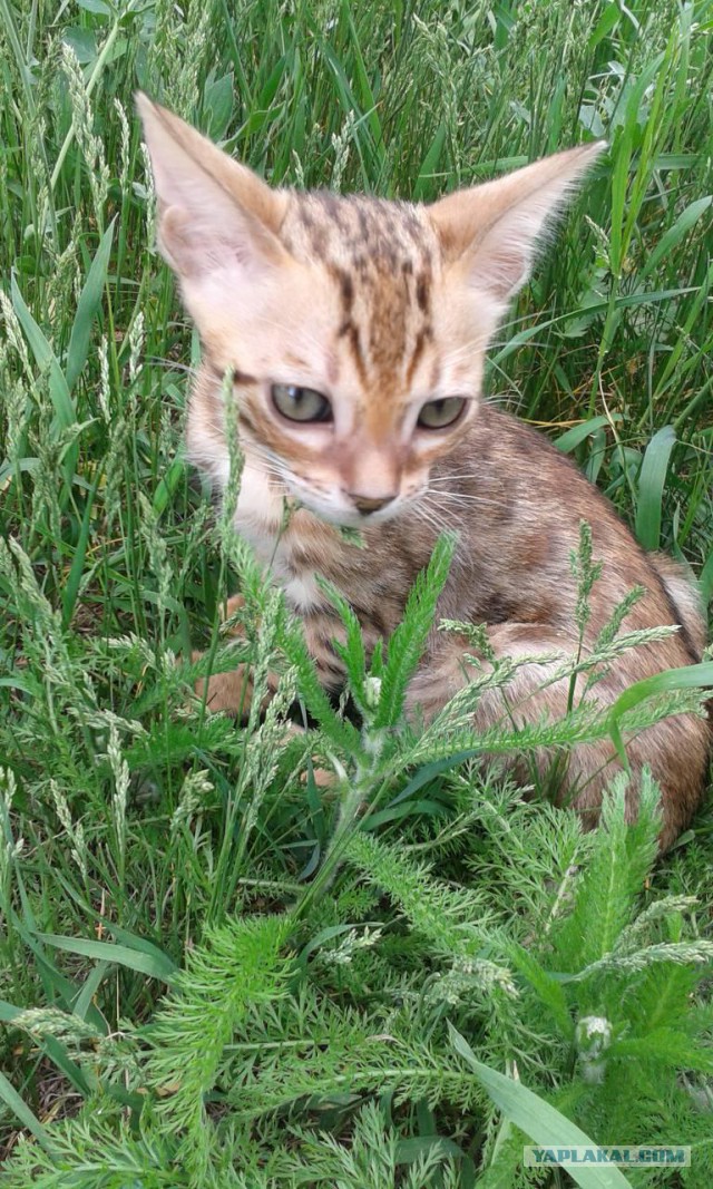 Котовторник - начало