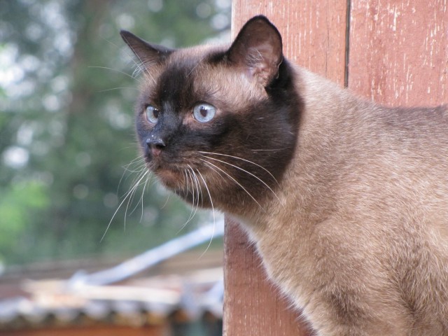 Домашние коты на природе