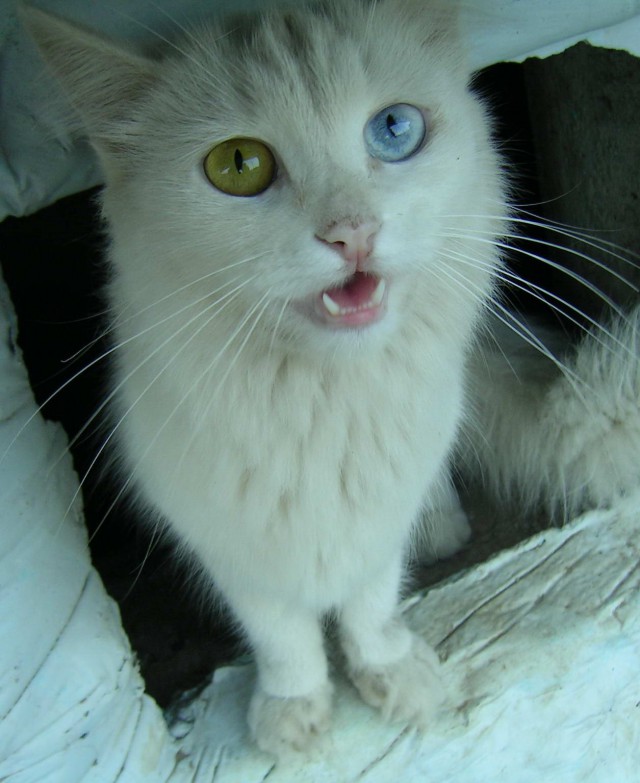 Коты из сети