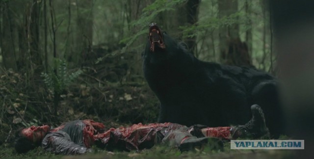 В соцсетях появилось видео жестокого убийства медведя грузовиком "Урал"
