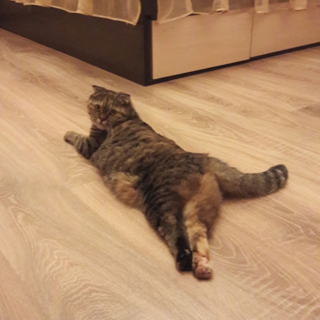 Коты и Кошки