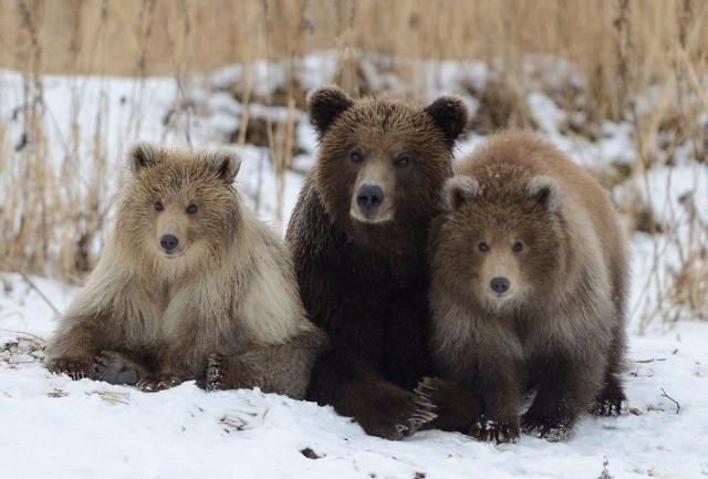 Самые смешные животные