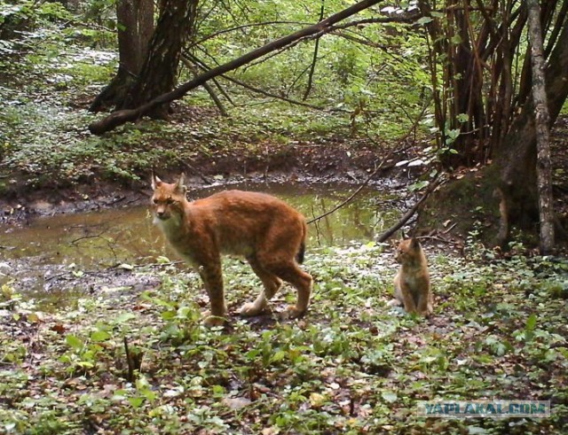Животный мир Чернобыльской Зоны Отчуждения.