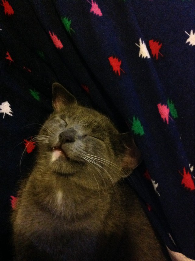 Коты и Кошки