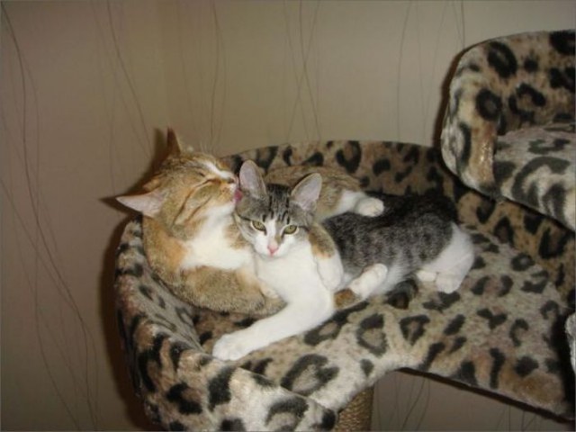 Коты и Кошки