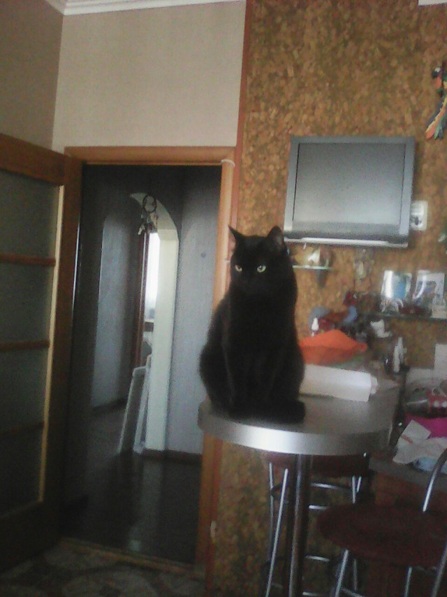 Коты и Кошки