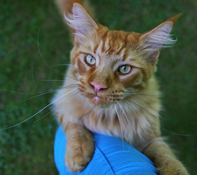 Коты и Кошки