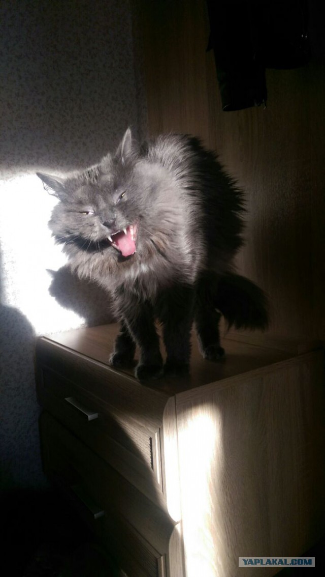 Котовторник 1.08.17