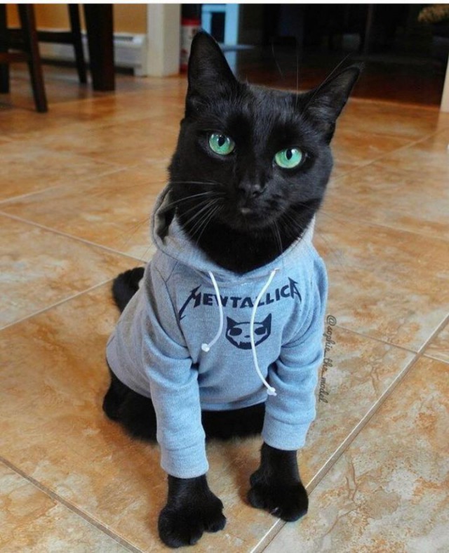 Коты и Кошки