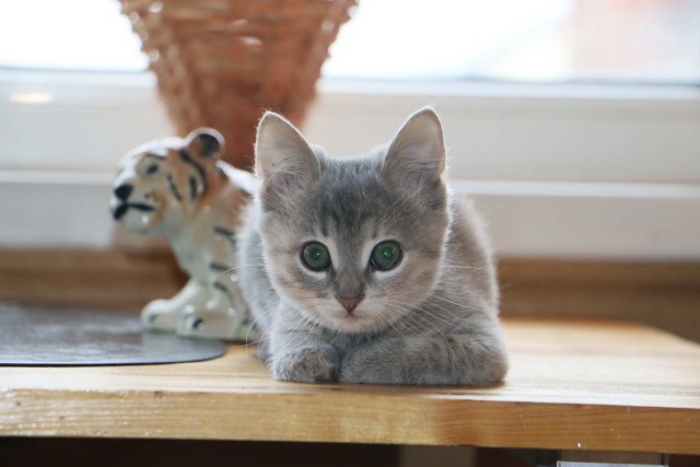 Коты и Кошки