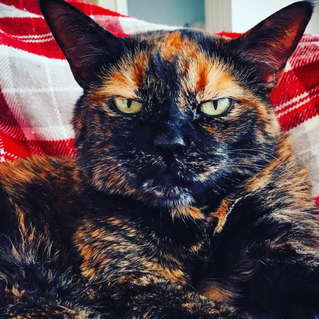 Котовторник 12.12.2017