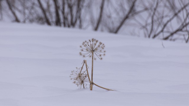 Просто Природа