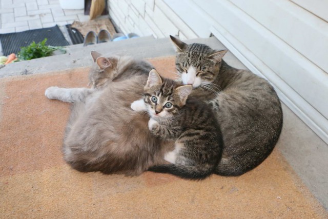 Котовторник 9.01.2018