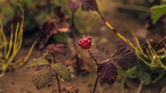 Просто Природа