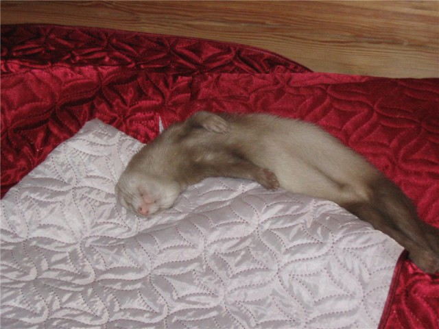 Мои драконы