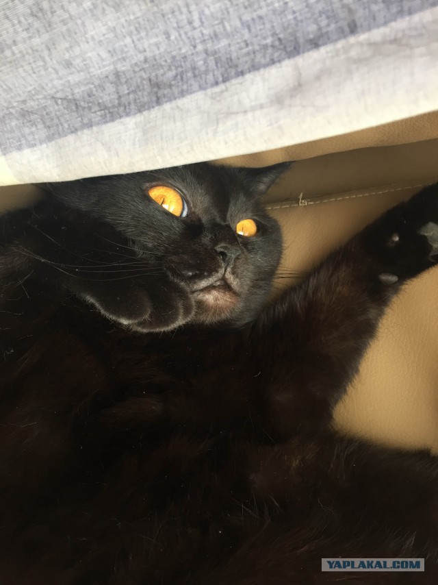 Котовторник 19.06.2018
