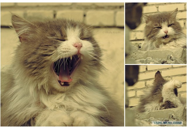 УРРААА ! Котовторник на ЯПлакалъ !