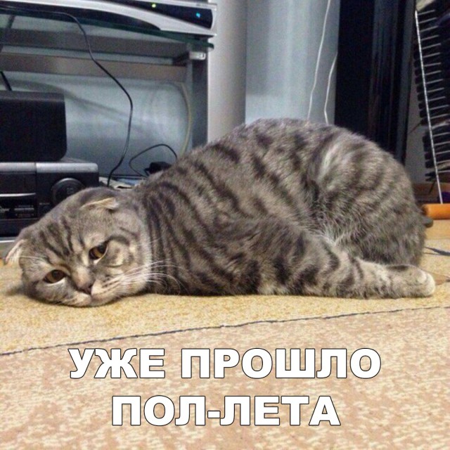 Немного милоты