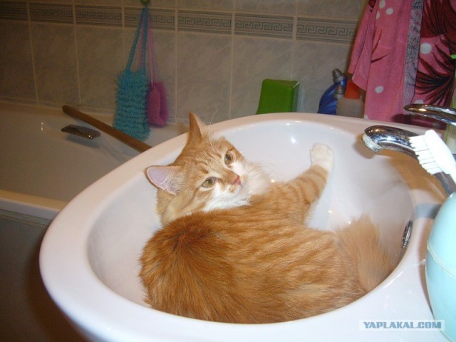 Котовторник на ЯПлакалъ: Кото и кто-то!