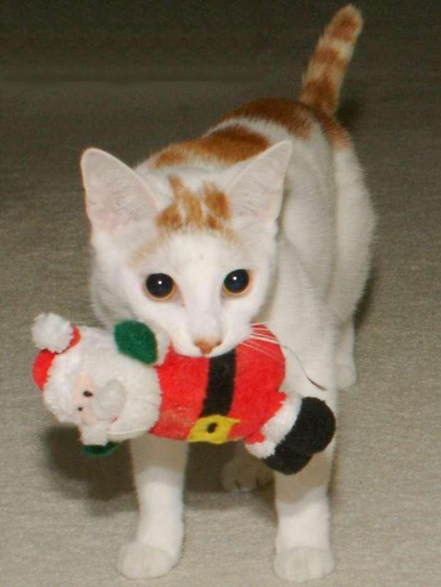 Новогодний КОТОВТОРНИК!