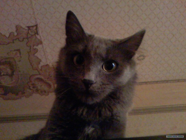 Котовторник!