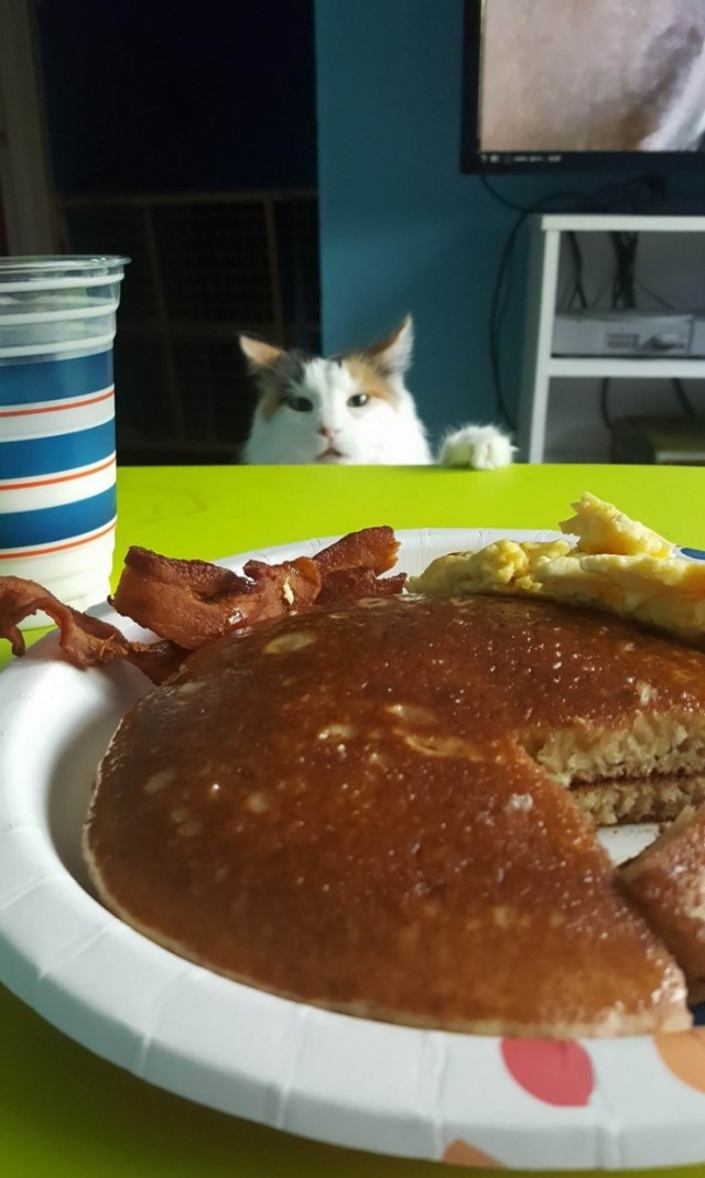 Прикольных котов пост