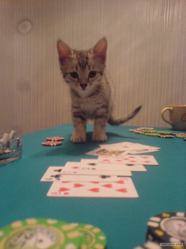 Котовторник!
