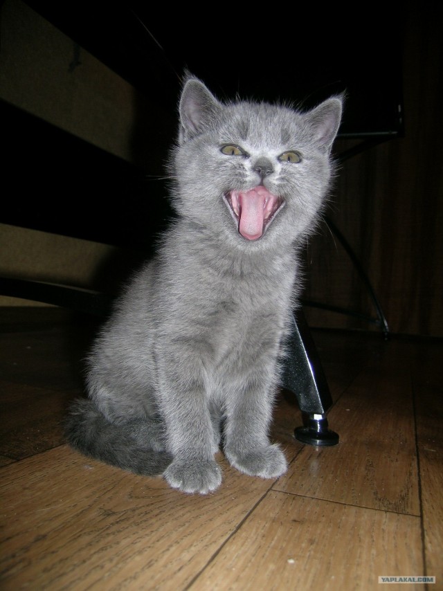 Коты, кошки и котята