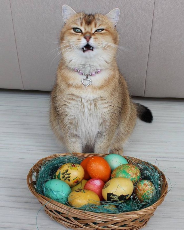 Прикольных котов пост