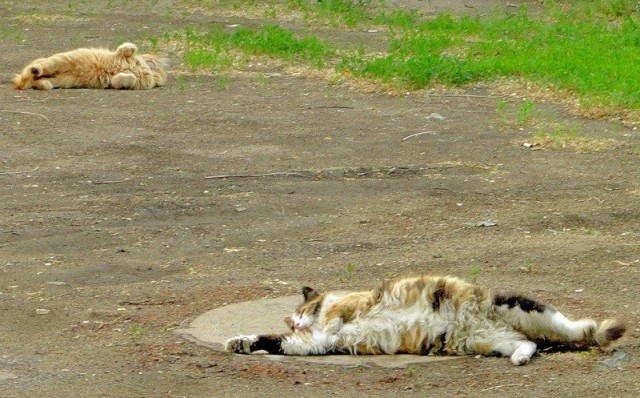 Первый котовторник июля