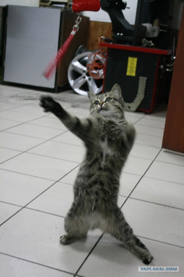 Котовторник 20.12.2011