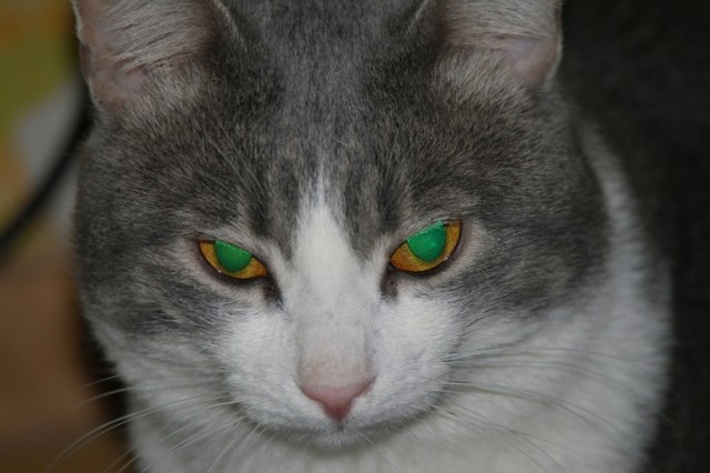 Первый КОТОВТОРНИК 2012