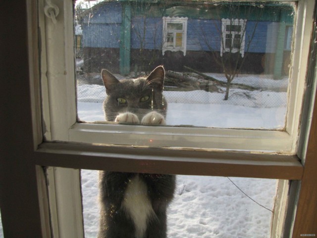 Котовторник (07.02.2012)