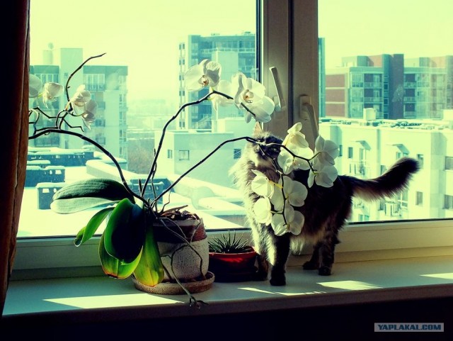 Котовторник (21.02.2012)
