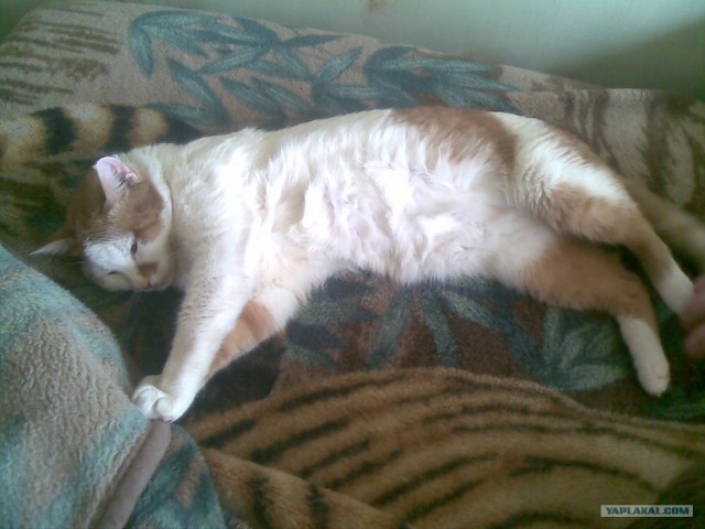 Котовторник 27.03.2012