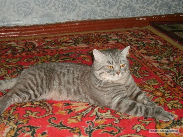 Котовторник (15.05.2012)