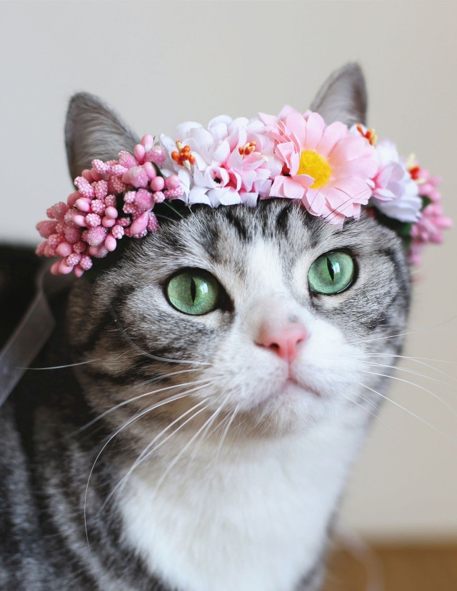 Прикольных котов пост
