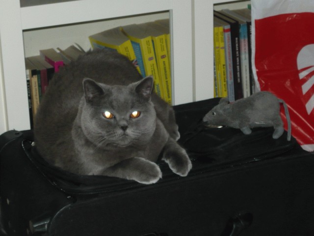 Котовторник 31.07.2012 г.