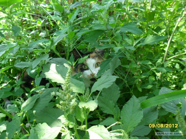 Котовторник  14.08.2012.
