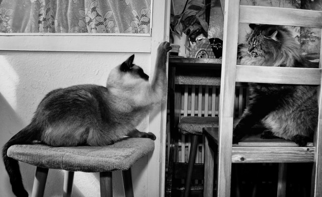 Котовторник  28.08.12