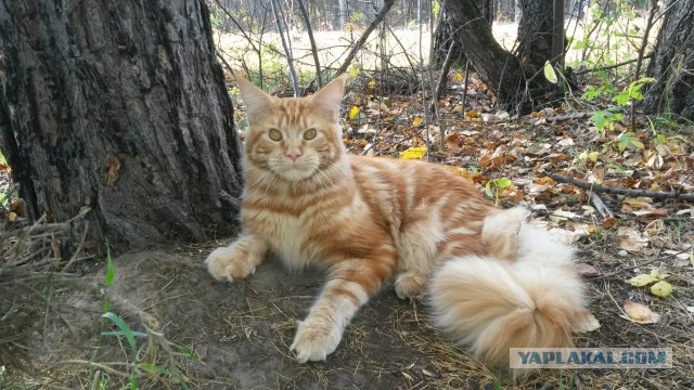 Котовторник 29.01.2019!