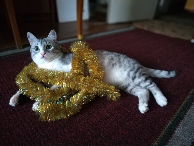 Котовторник 29.01.2019!