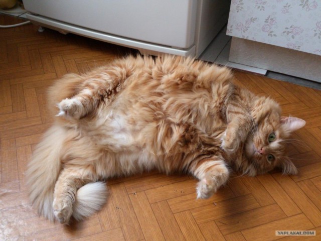 Котонянька и котовторник
