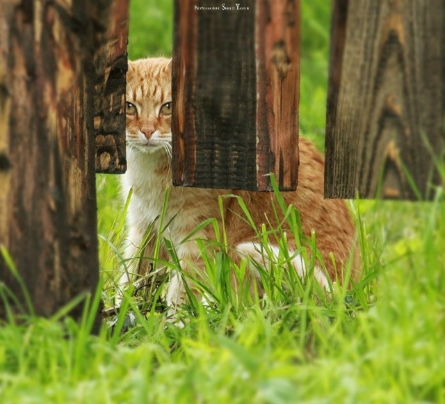 Забавные фото котеек