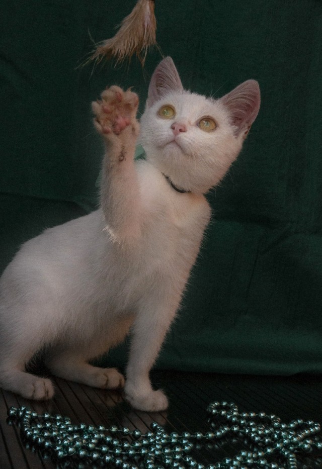 Забавные фото котеек