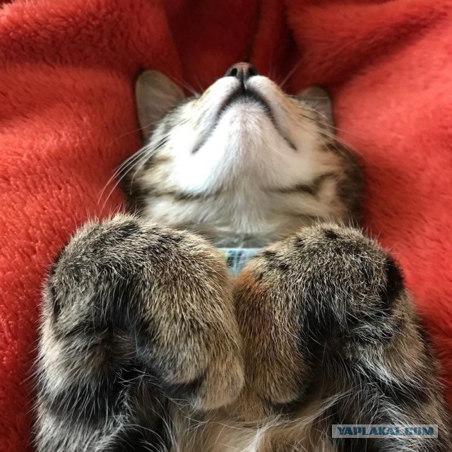 Главная молитва котизма